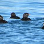 Contributed photo by Russel Barsh
Rhinoceros Auklets, one of many local marine species that rely heavily on sand lances as prey.
