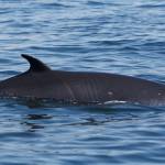 NE Pacific Minke Whale Project (taken under permit)
Al Pacino in 2011.