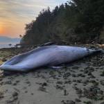 Joe Gaydos photo
The dead minke whale after it was towed to a beach on Blakely.