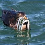 Contributed photo by Andrew Reding
This Rhinoceros Auklet will fill its mouth with as many sand lance as it can to bring back to its nest. From birds to salmon, to killer whales, and humans, we all depend on small forage fish like these and the habitat that sustains themculturally, economically, and intrinsically! And they depend on us as stewards of this special place.