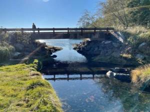 Photo by Toby Cooper. A lone visitor atop the fish-friendly bridge at Buck Bay.