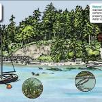 Contributed photo by Friends of the San Juans
The natural process of beaches.