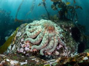 Contributed photo by Tim Dencker.
A sunflower star found at Eagle Cove in Aug. 2022. This individual was roughly 50 cm in diameter.