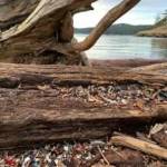 Contributed photo by Friends of the San Juans
After the king tide, a lot of microplastics are brought further up into the beach and deposited into nearshore vegetation. You may have noticed an increase in litter along our beaches  please help pick up this litter when you get the chance!