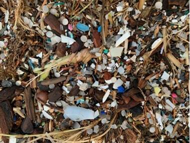 Contributed photo by Friends of the San Juans
After the king tide, a lot of microplastics are brought further up into the beach and deposited into nearshore vegetation. You may have noticed an increase in litter along our beachesplease help pick up this litter when you get the chance!