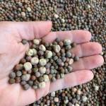 seeds!
