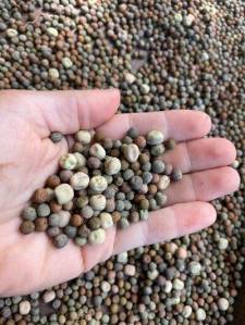 seeds!