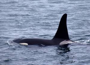 Kelley Balcomb-Bartok/Staff photo
J38, a male Southern Resident Killer whale (SRKW) born in 2003, passes Reuben Tarte County Park along the eastern shore of San Juan Island.