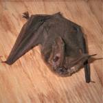 Contributed photo by Russel Barsh
A solo Townsends Big-Eared Bat found in a toolshed.