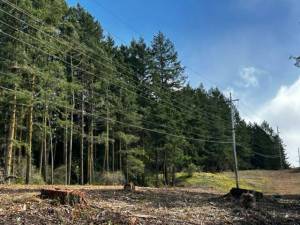 Heather Spaulding/Staff photo
Clearing near Roche Harbor Road.
