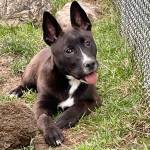 Clover is the last of his litter at the shelter.