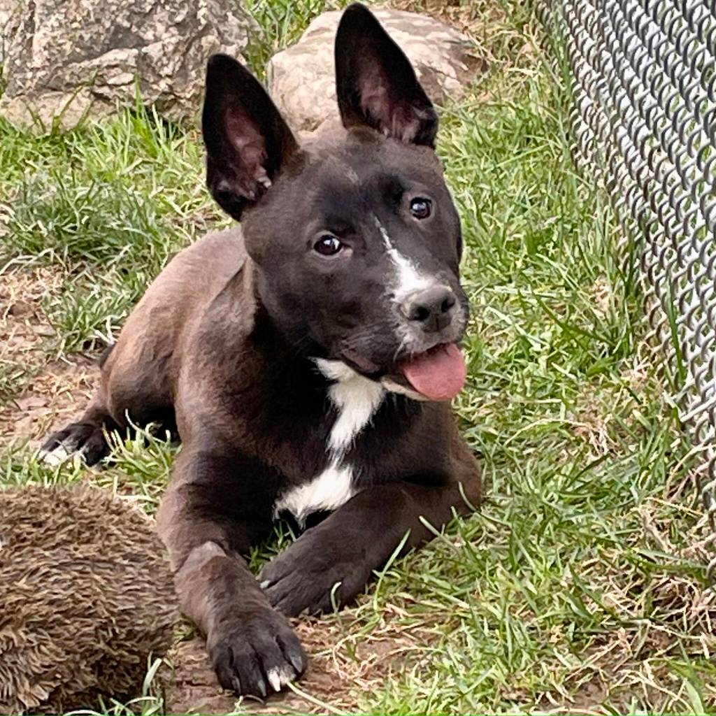 Clover is the last of his litter at the shelter.