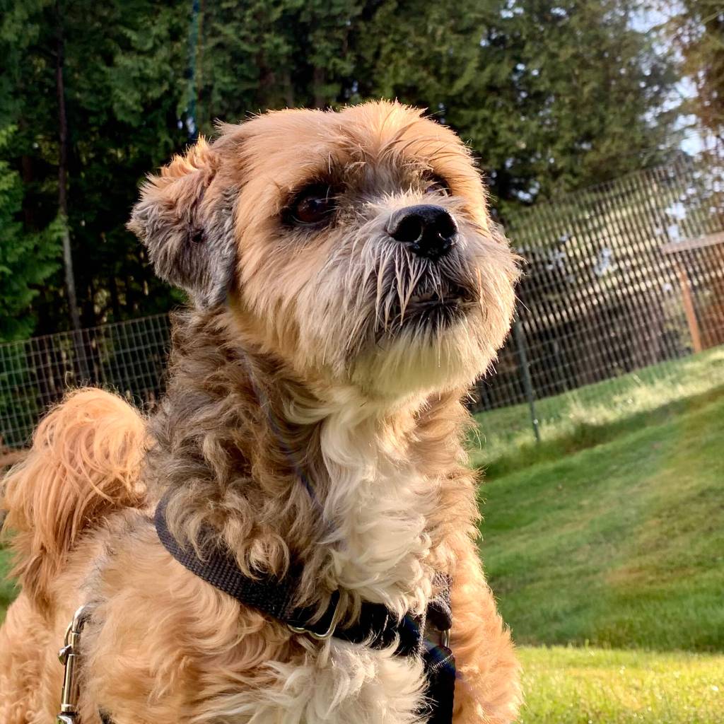 Oli is available for adoption.