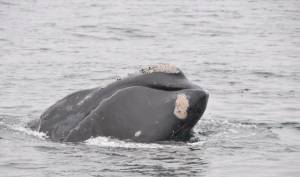 Mark Hoffman - Creative Commons 4.0