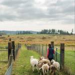 Contributed photo by Kathryn Wheeler
Lori Ann of Aurora Farms.