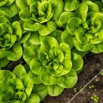 Contributed photo by Kathryn Wheeler
Lettuce heads growing in a greenhouse - available on the Food Hub!