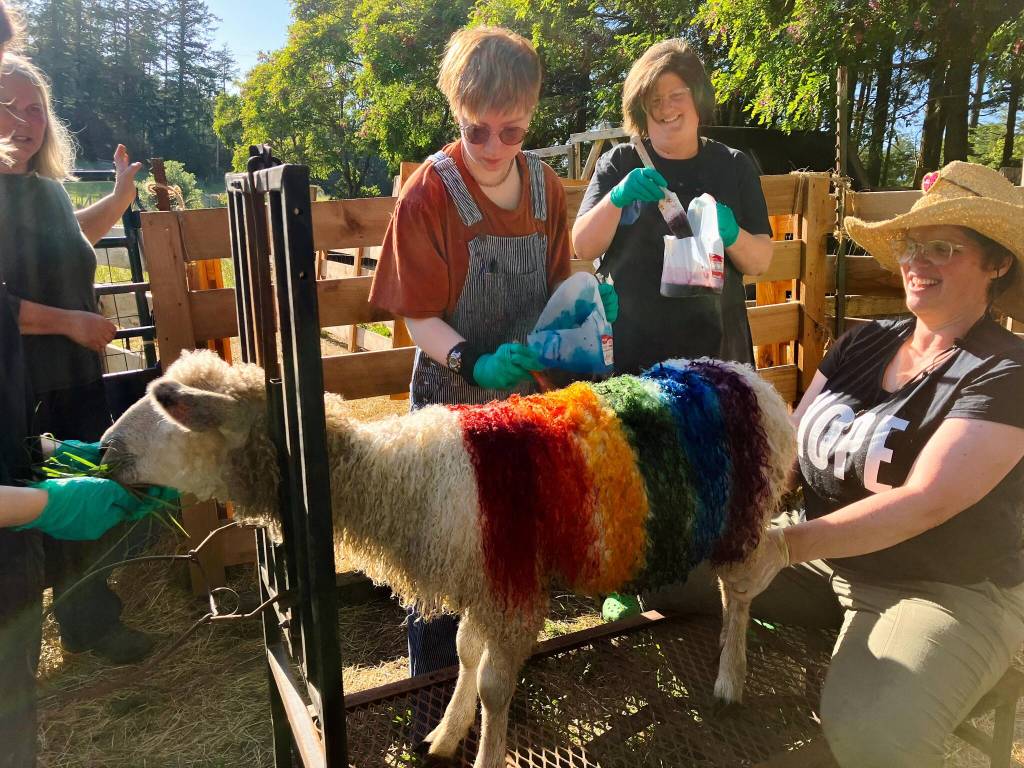 painting the sheep