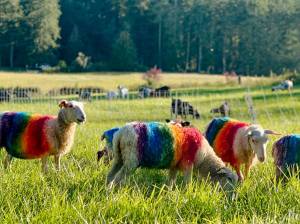 sheep
