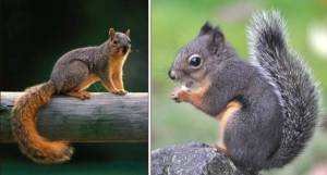 Left: the Eastern Fox Squirrel. Right: the Douglas squirrel.