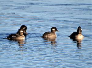 Contributed photo by R. Barsh for Kwiaht
Buffleheads on Hummel Lake.