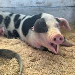 Colleen Smith/staff photo.