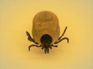 Contributed photo
An engorged Western Blacklegged tick.