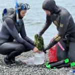 Conributed photo
Friends of the San Juans Science Director Tina Whitman and volunteer Nickie Davis collecting samples for wasting disease analysis.