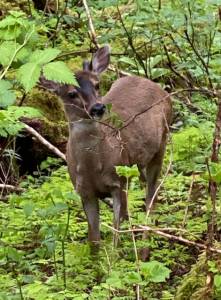 Denise Carroll photo.
A Sitka blacktail deer munches on new greens.