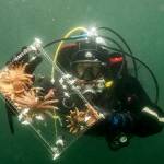 Dennis Wise/UW photo.
Baby sea stars being relocated from the lab to the wild.