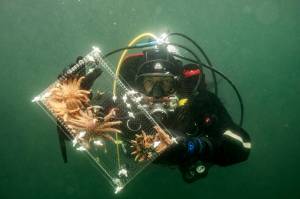 Dennis Wise/UW photo.
Baby sea stars being relocated from the lab to the wild.
