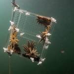 Dennis Wise/University of Washington photo.
Baby sea stars being relocated from the lab to the wild.