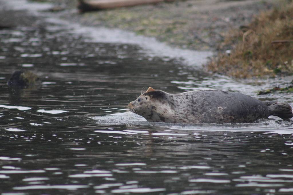 Heather Spaulding \ staff photo
A pup leaves its cage for the sea.