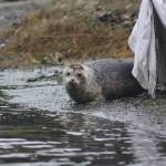 Heather Spaulding /staff photo
A seal looks around first before entering the water.