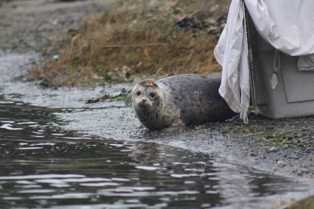 Heather Spaulding /staff photo
A seal looks around first before entering the water.