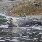 Heather Spaulding \ staff photo
A seal looks around first before entering the water.
