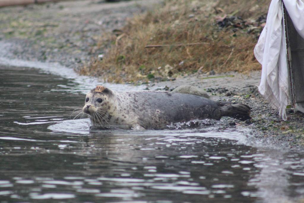 Heather Spaulding \ staff photo
A seal looks around first before entering the water.
