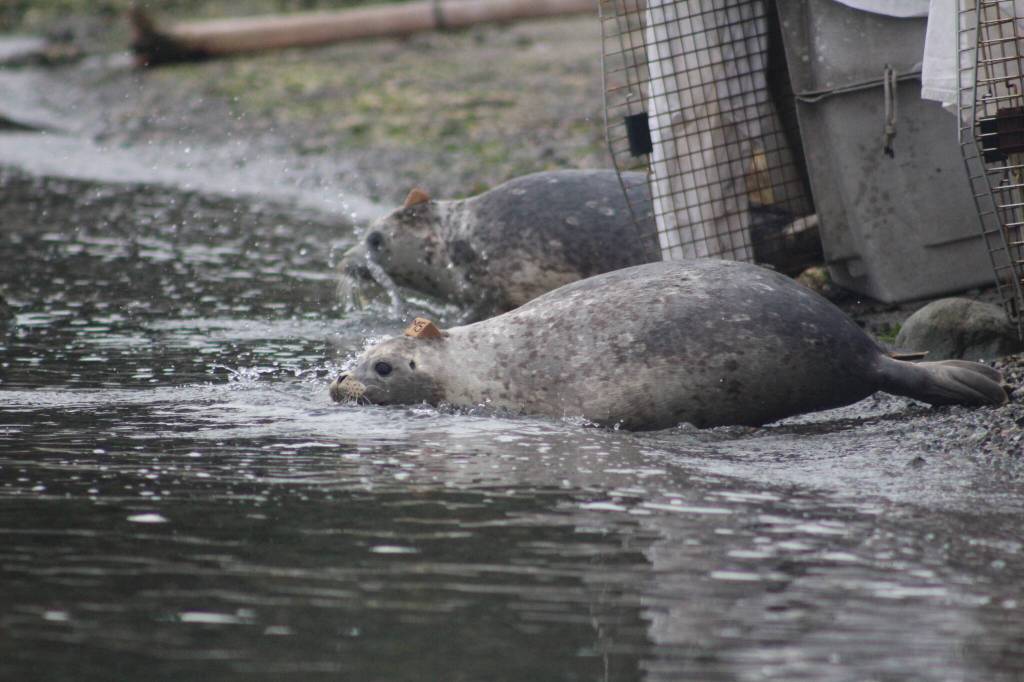 Heather Spaulding \ staff photo
A pup leaves its cage for the sea.