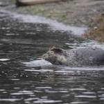 Heather Spaulding \ staff photo
A pup makes its way into the water.