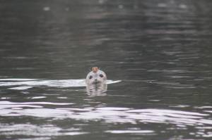 Heather Spaulding \ staff photo
One pup takes a good look at the humans gathered on the shoreline.