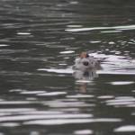 Heather Spaulding \ staff photo
One of the pups being a seal.