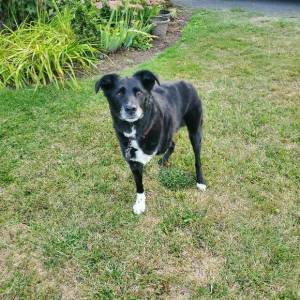 Contributed photo
Spark is set for the new year with his license.