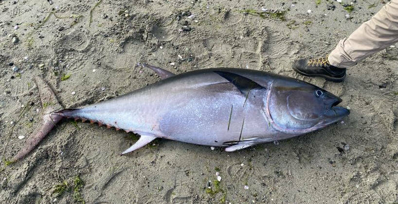 SeaDoc Society photo. 
The bluefin tuna that was discovered on July 11 on Crescent Beach.