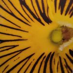 Work by Julia Summers.