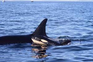 Photo credit Maya Sears NMFS Permit 27052.