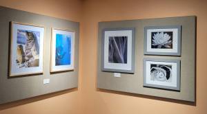 Julia Summers art show will be up through February.