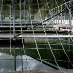 Contributed photo
Kalama Hatchery