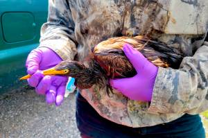 This undated photo provided by the Louisiana Department of Wildlife and Fisheries shows LDWF personnel triage an oiled tricolored heron recovered at the Alliance Refinery oil spill in Belle Chasse, La. Louisiana wildlife officials say they have documented more than 100 oil-soaked birds near after crude oil spilled from a refinery flooded during Hurricane Ida. The Louisiana Department of Wildlife and Fisheries said Thursday, Sept. 9, 2021 that a growing number of oiled birds had been observed within heavy pockets of oil throughout the Phillips 66 Alliance Refinery in Belle Chasse, as well as nearby flooded fields and retention ponds along the Mississippi River. (Louisiana Department of Wildlife and Fisheries via AP)