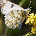 marble butterfly