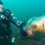 Joe Gaydos with a steller sea lion gently biting his hand.