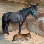 Lucky with her filly on the day she was born. Since this photo was taken, Lucky has gained 200 pounds.